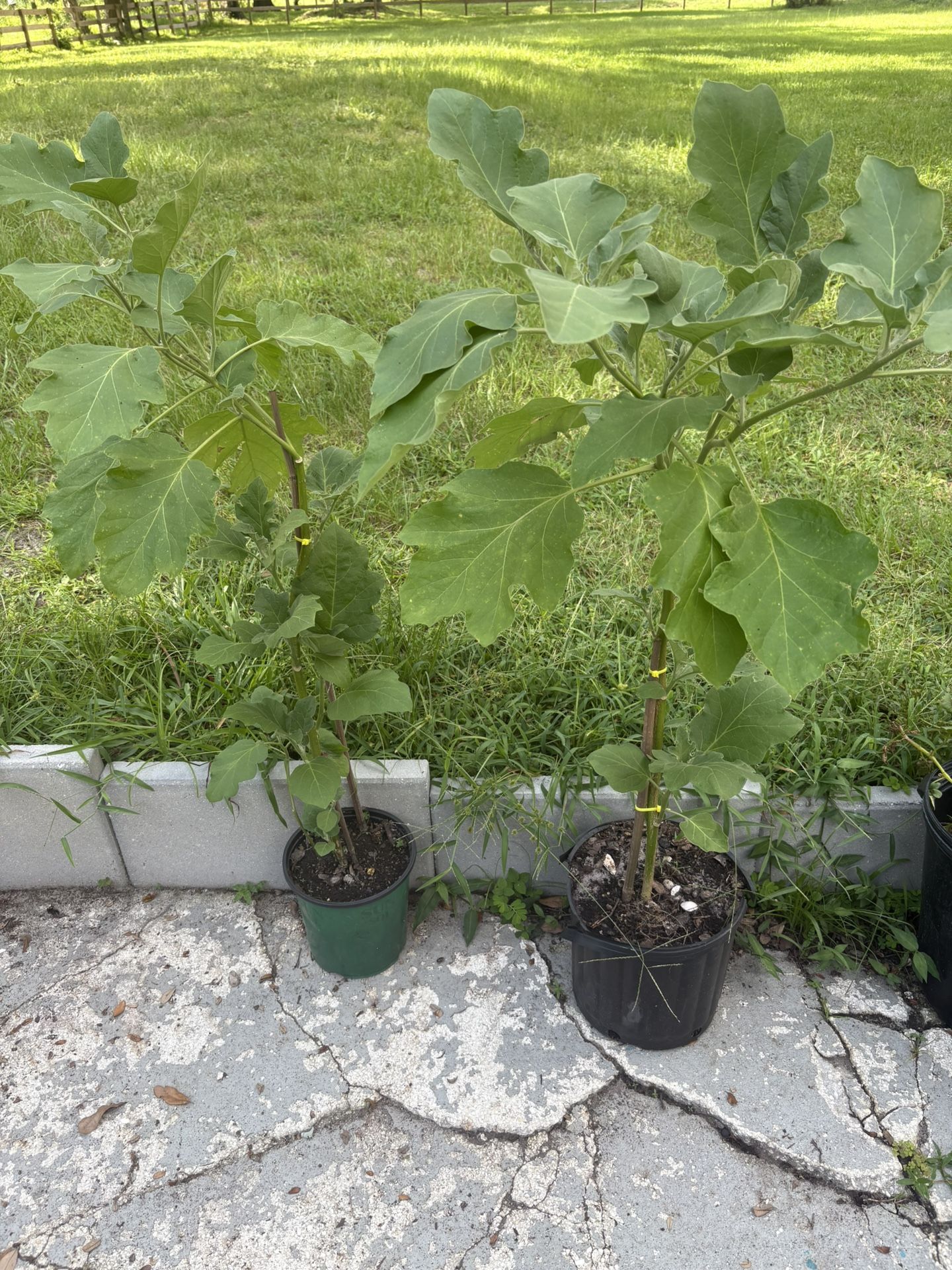 Egg Plant 3 1/2 Foot Tall