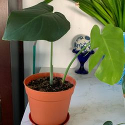 Monstera House Plant