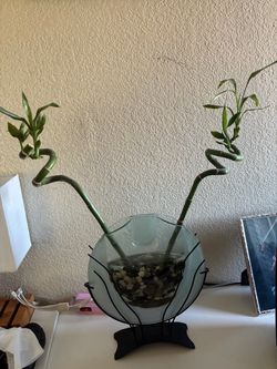 Plant