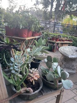 Plants super sale! 🌱🌵🪴