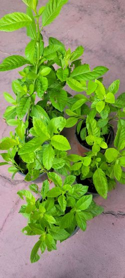 Plantas de insulina $6 Cada Una