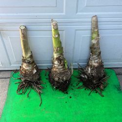 3 Big Bulbs 