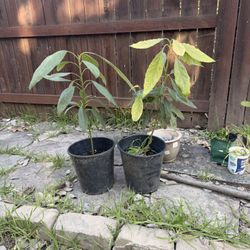  Avocado Fruit Tree