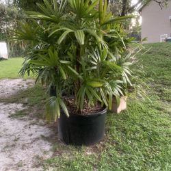 40 gallon ladypalm