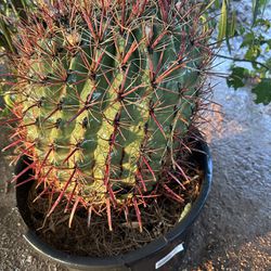 Fish Hook Barrel Cactus for Sale in San Tan Valley, AZ - OfferUp