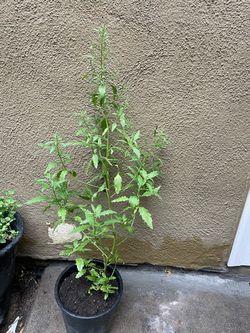 Planta de epazote