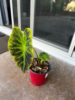 Colocasia Elephant Ear Plant