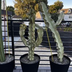 Euphorbia with pot $100 each OBO