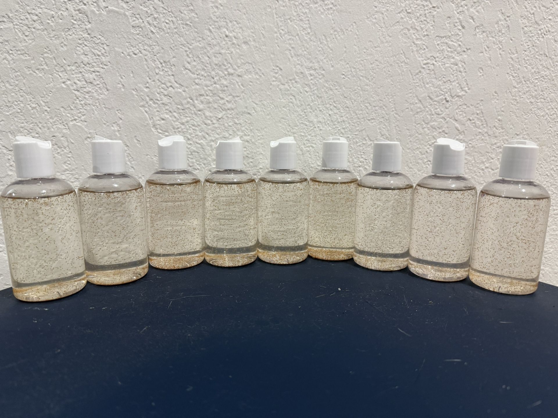 Live Copepods