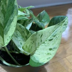 Queen Marble/Snow Queen/Super White Pothos Plant 
