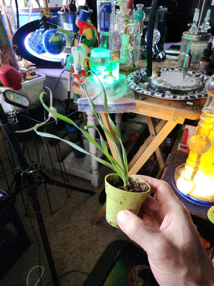 Blub Albuca Concordiana Ornithagalum (Baby)