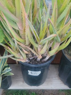Big Aloe Plants