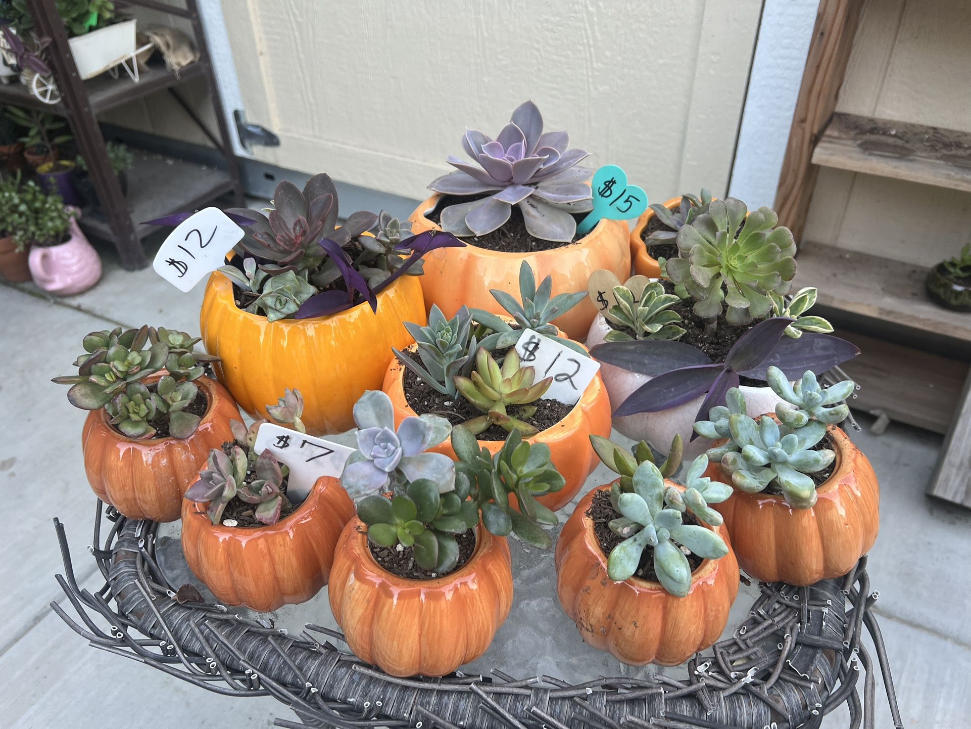 Succulent Pumpkin Planters