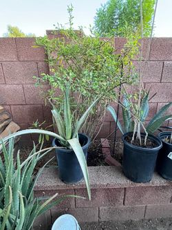 Agave Plants Nursery Aloe Vera Collection