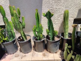 Euphorbia Ingens Cactus