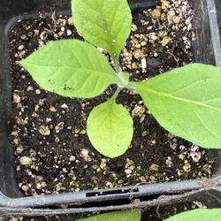 Tobacco plants