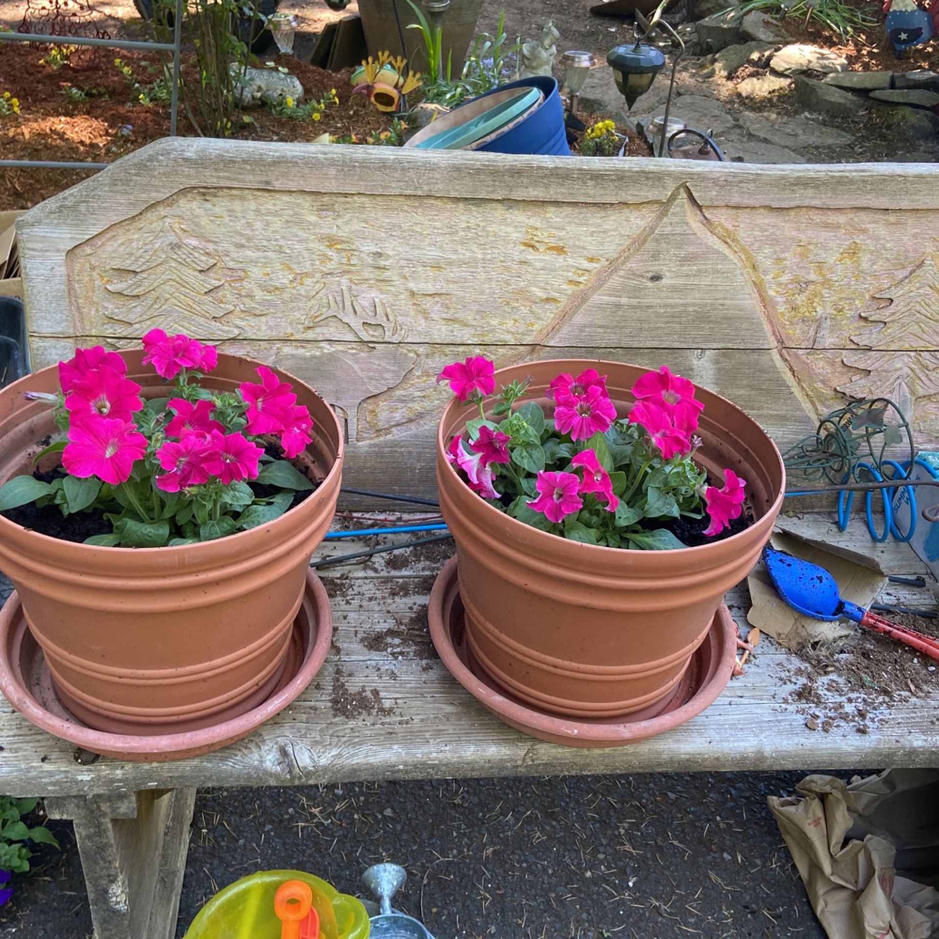 Potted Petunias, 2 Large Pot With Flowers