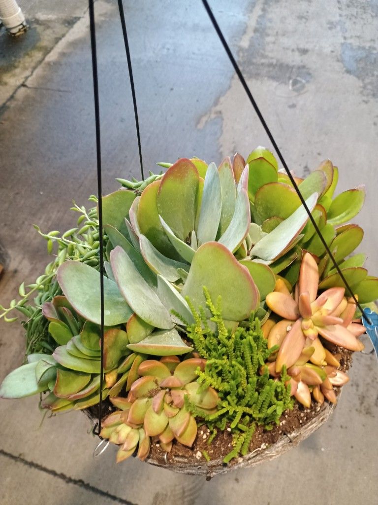 Hanging Succulent Plant