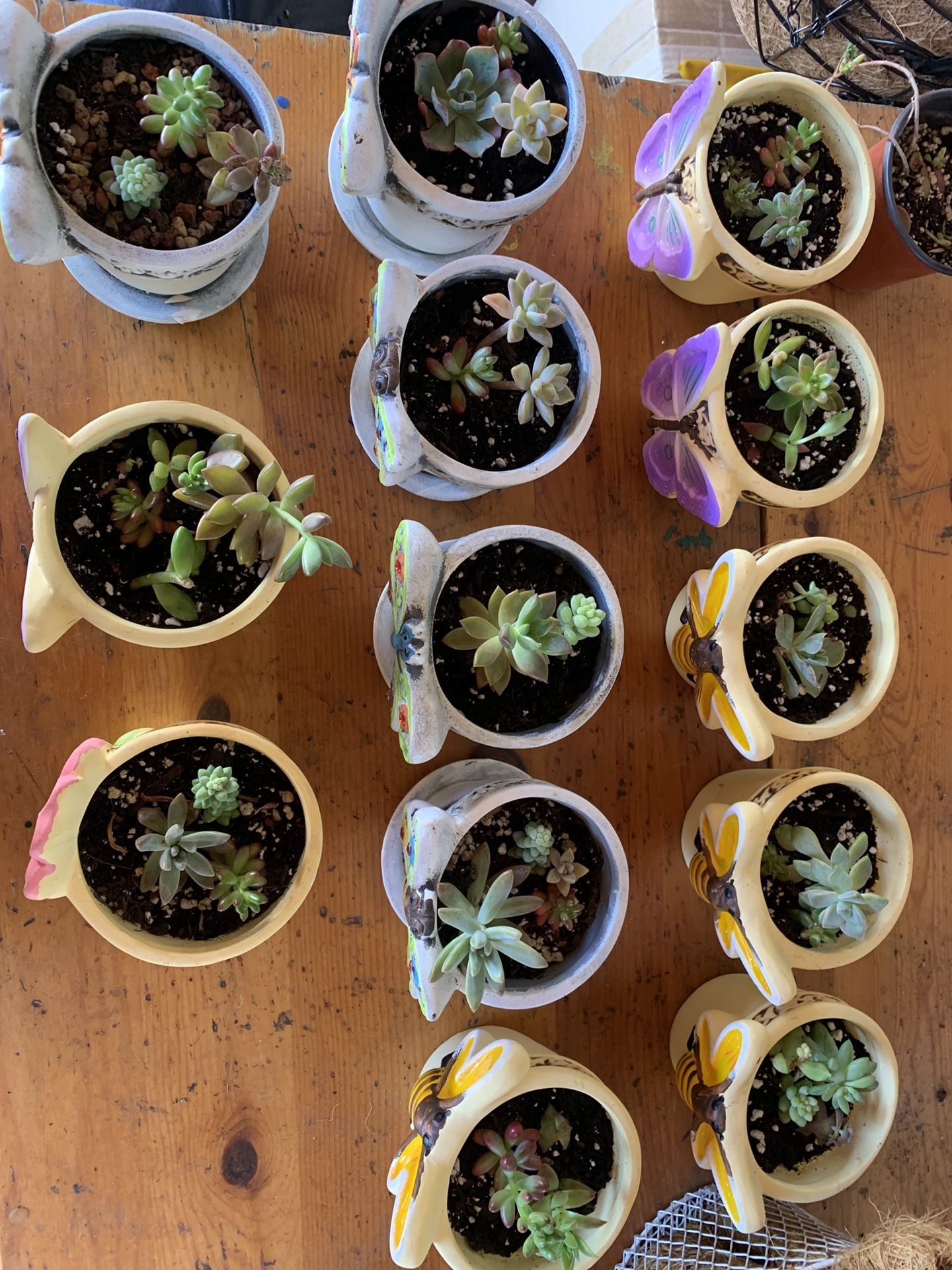 Succulents