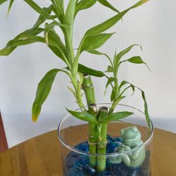 Lucky bamboo with Ceramic Frog in glass Vase with Blue Decorative Beads.