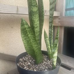 Snake Plant