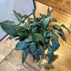 Plant 🌱 Big Peace Lily