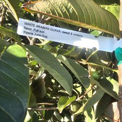 White Arabian Guava 