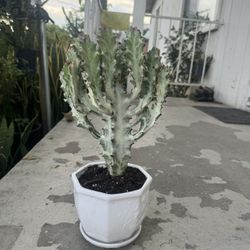 Rare Ghost Cactus In Ceramic Pot 