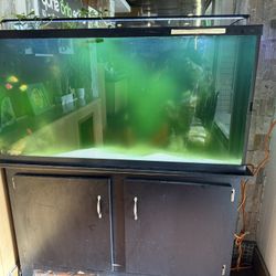 Fish Tank 50 Gallon