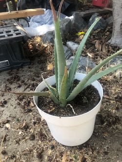 Aloe Vera