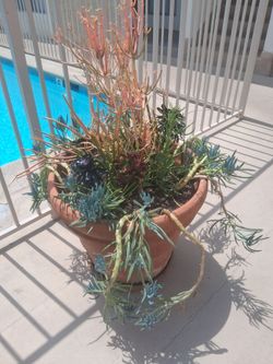 Potted plants