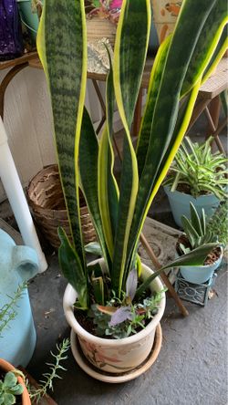 Ceramic pot has long tiger skin plant and others