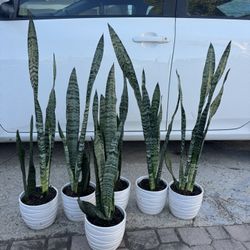 Green Snake Plant In Ceramic Pot Over 2ft