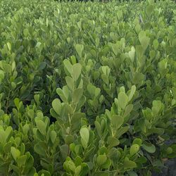 Clusias and Podocarpus tall instant privacy hedge for fence
