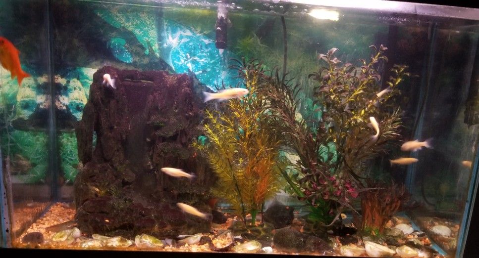 40 Gallon Fish Tank