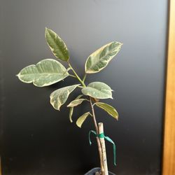 HERMOSAS PLANTAS NATURALES “PINK RUBBER PLANT 