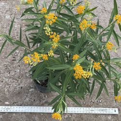 MILKWEED Yellow 3GALLON