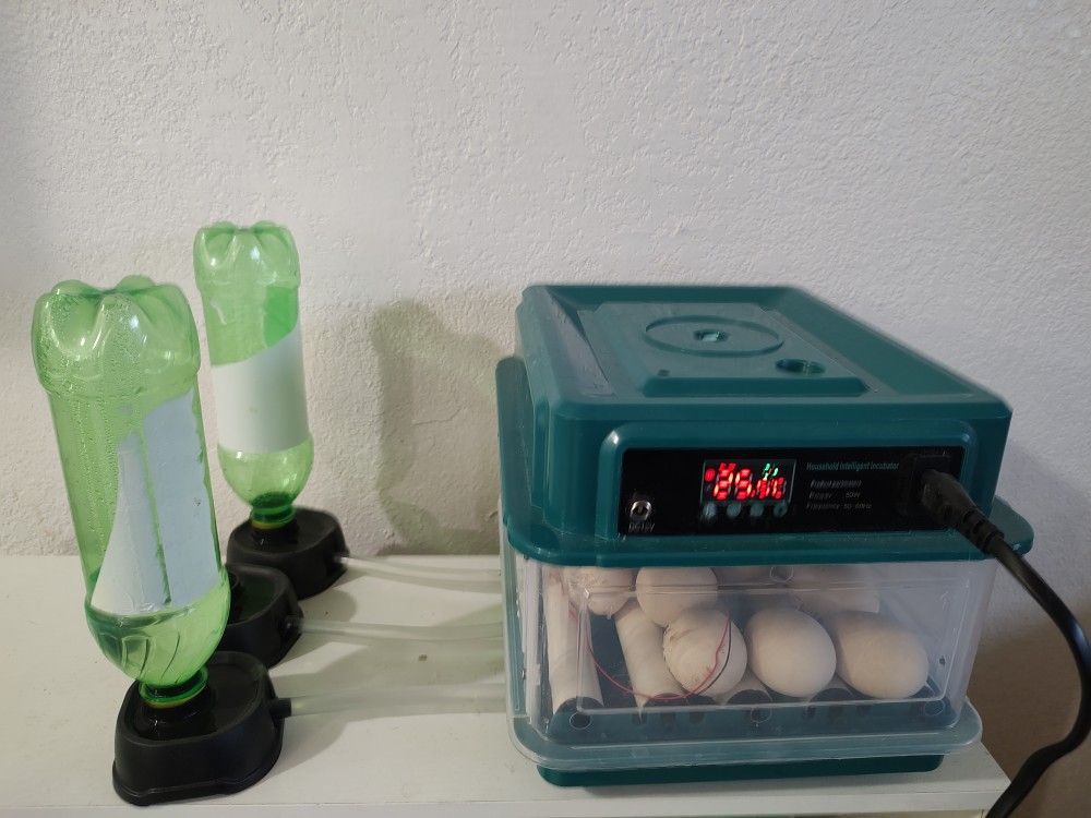 Incubator eggs 