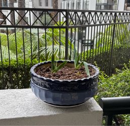 Blue  Plant Pot for Patio