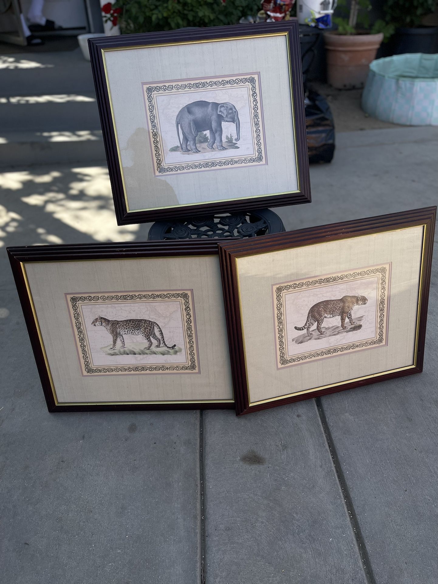 Animal Pictures