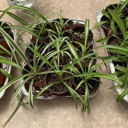 Updated.  Plants . Pls See Description