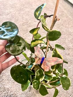 Large mutate Hoya