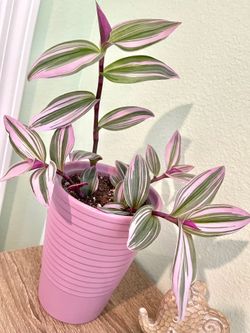 Albiflora Nanouk, Spiderwort house plant cams with ceramic pot 6"H.