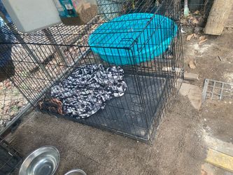 Casa de perro