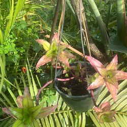 Callisia Fragans Hanging Plant
