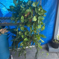 Planta Para Interior