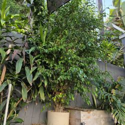 Medium to Large Ficus Tree For Sale