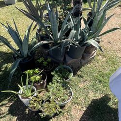 A Lot Of Plants