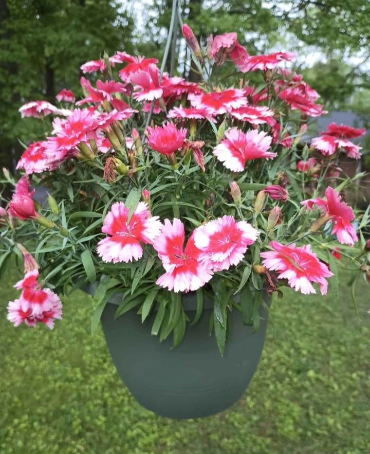 Beautiful Hanging Flowers - $15 each (2 pics in the post)