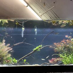 20 Gallon Long Aquascape Aquarium Fish Tank